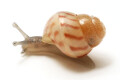 Limicolaria aethiops Tanzania juvenil